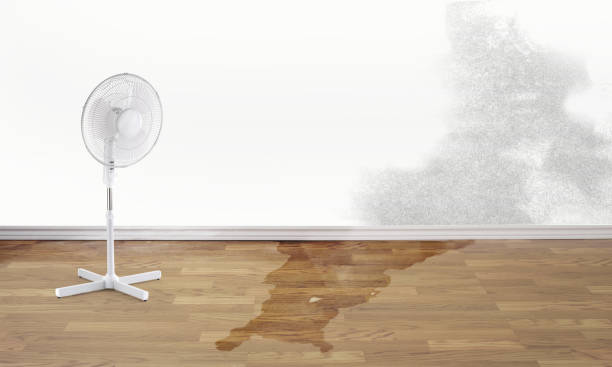 Best Water damage contractors near me  in Cienegas Terrace, TX